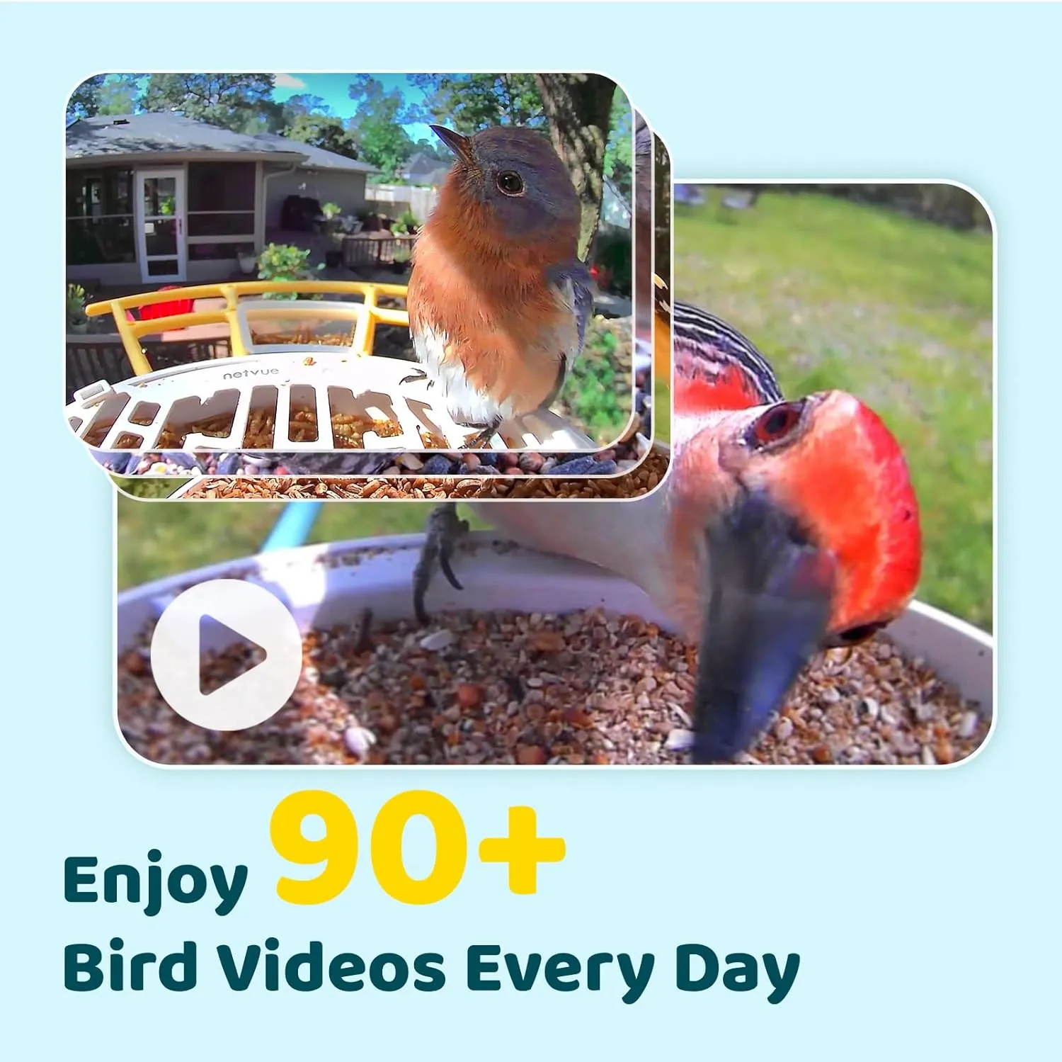 NETVUE Birdfy® AI Smart Bird Feeder with Camera, Lifetime AI Auto Capture Each Bird Come & Identify 6000  Bird Species, Cloud Storage Bird Videos & Birdwatching On Live, Ideal Present (Yellow)
